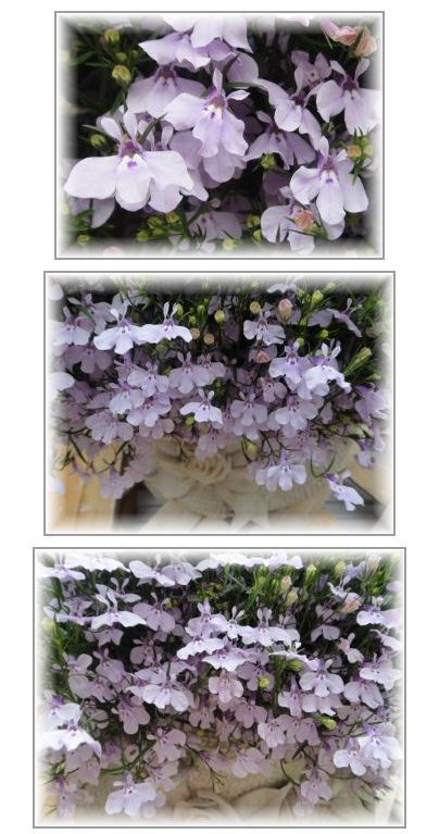 アズーロコンパクト「ピンク」