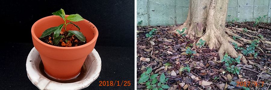 １／２５土を採った場所.jpg