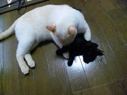 初めはペロペロ・・・・