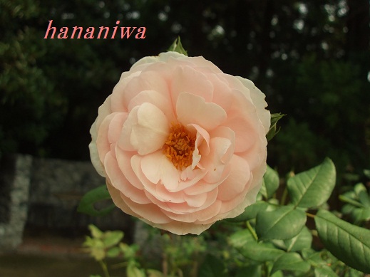 2012_0922トレッサ用寄せ植えとクレマチスの講座とカ0027.JPG