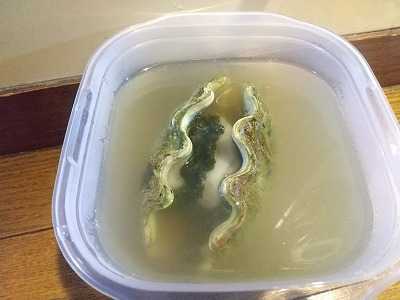 食用ヒメシャコガイ 経過観察 間違いだらけの海水魚飼育 楽天ブログ