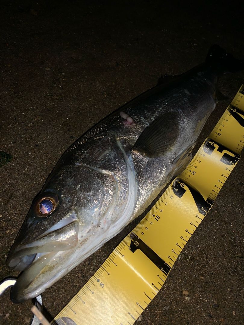 広島市内河川 シーバス Middle Aged Fisherman 楽天ブログ