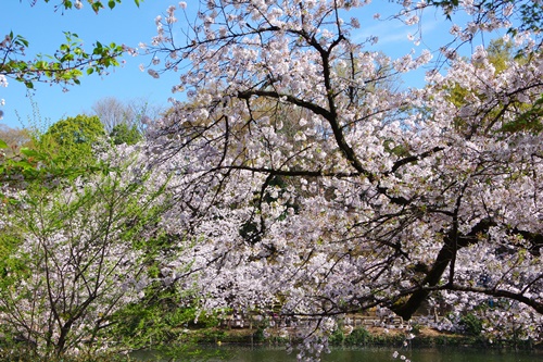 井の頭恩賜公園にて