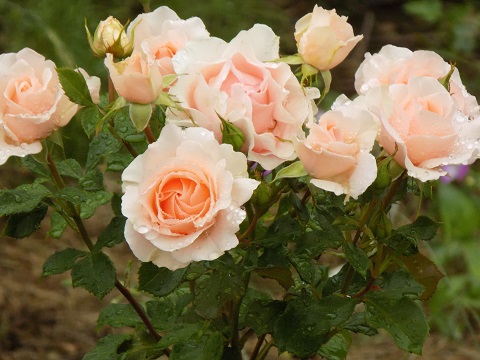 DSCN3902.JPG