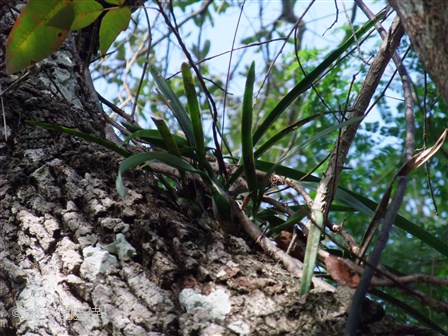 Encyclia tampensis 20151229-2
