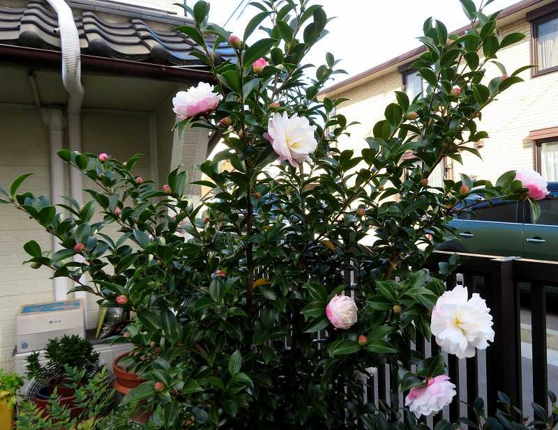 10月24日 今日の一花 サザンカ 山茶花 Gazengamaのブログ 散歩中に出合った花と趣味の陶芸作品 楽天ブログ