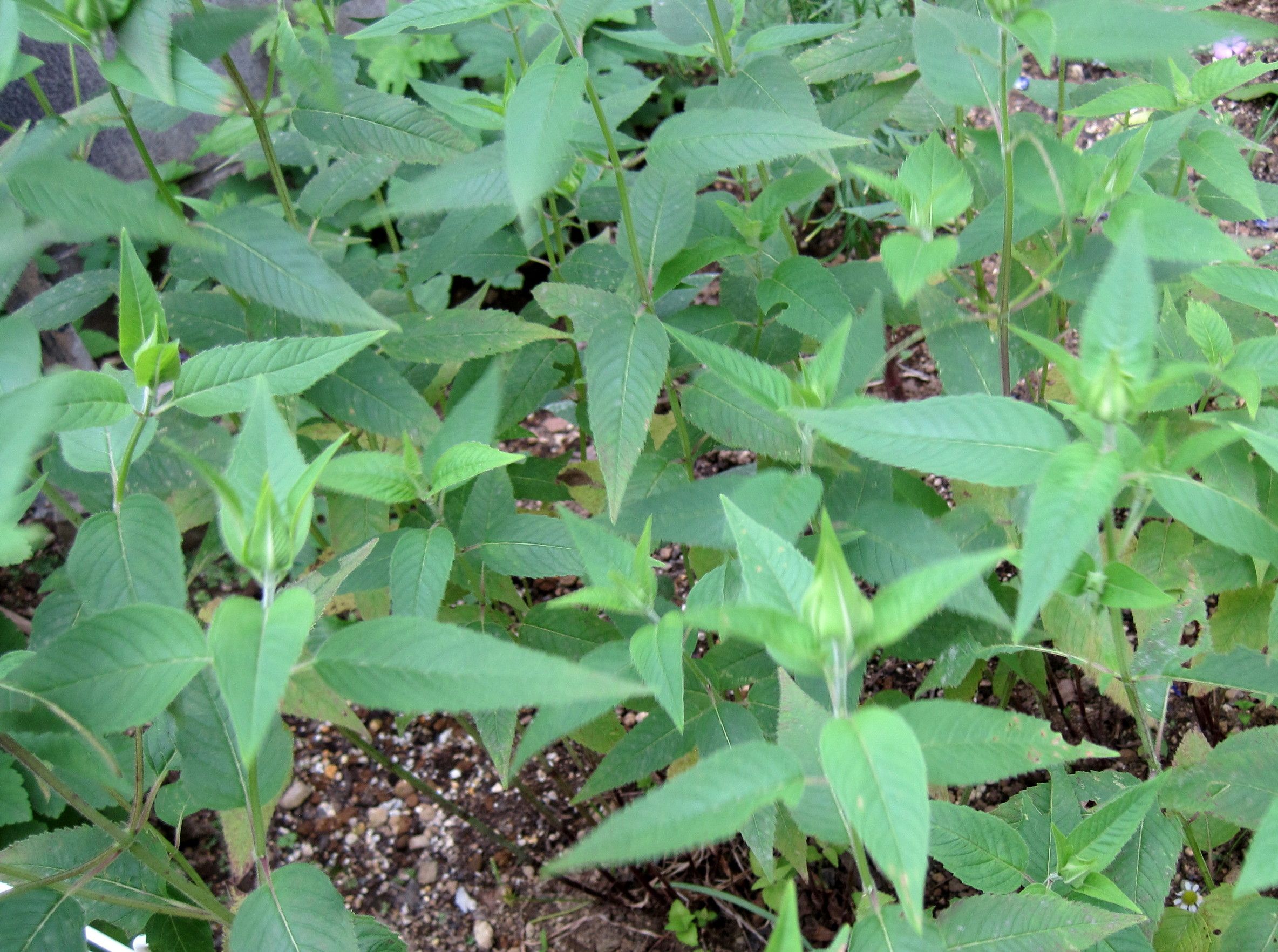 植物紹介 たねをまく日々 楽天ブログ