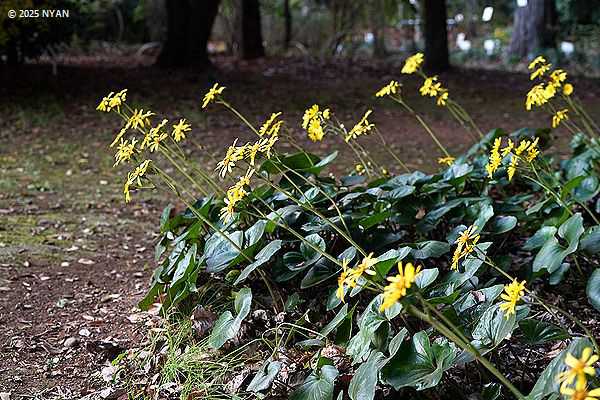 ツワブキ（石蕗、キク科）