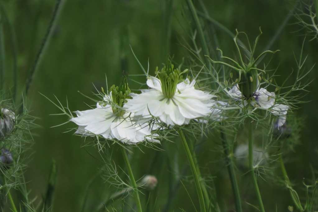 515