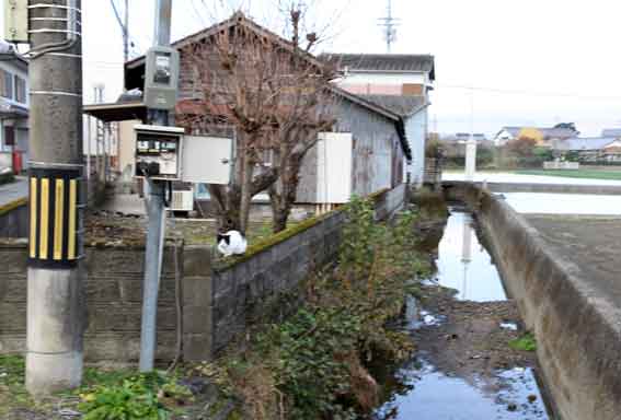 我が家のニャンコ♪2013/12/2-1