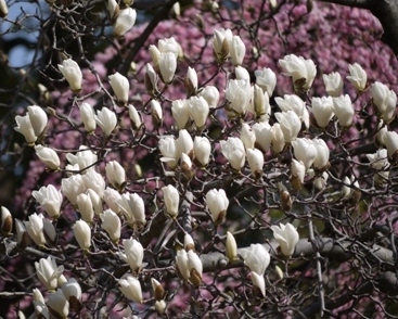 ハクモクレン３