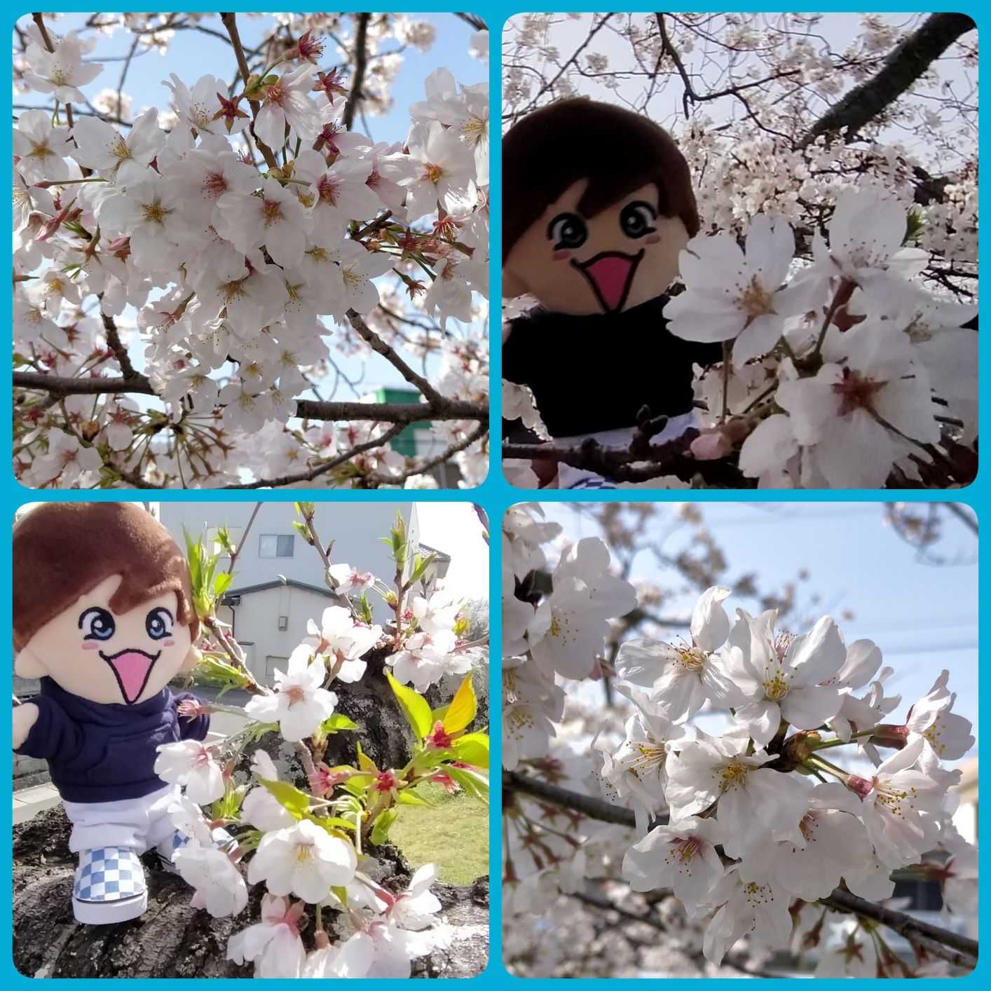 桜 日々奏 楽天ブログ