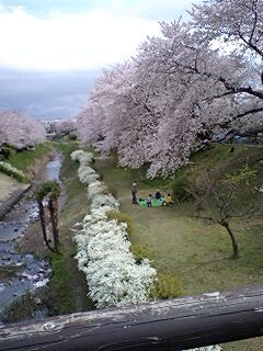 三川さくら.jpg