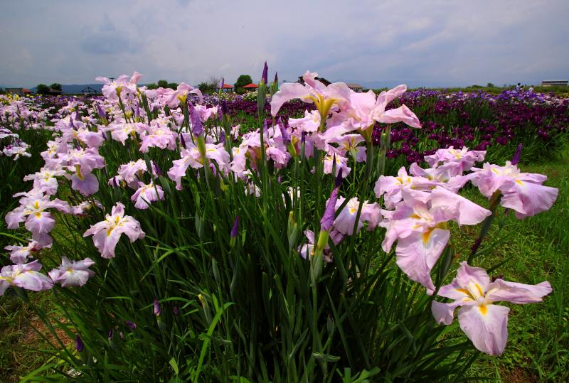 新旭花菖蒲園_3.jpg