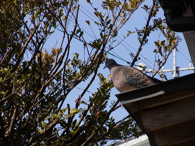 鳩.JPG