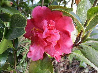 IMG_4518ss.jpg