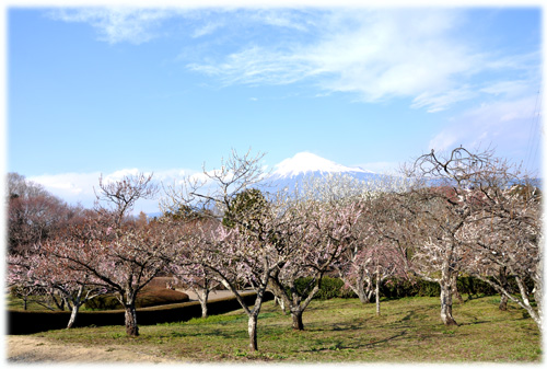 富士山１