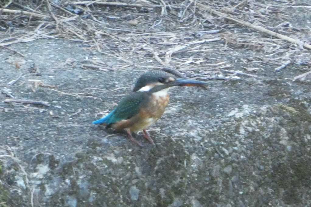 515