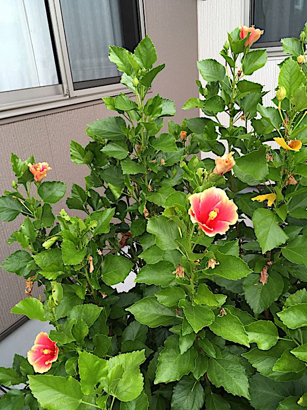 rblog-20170912060446-01.jpg