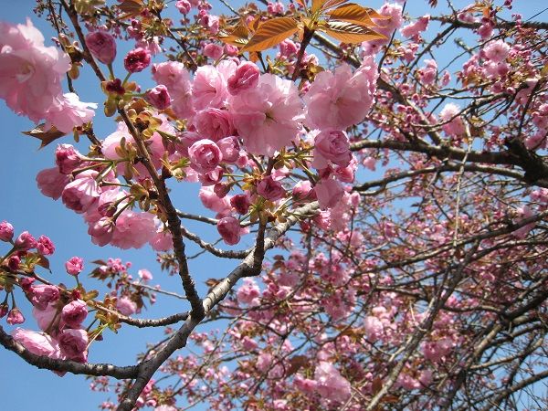 天平の花まつり 姫木平にようこそ 楽天ブログ