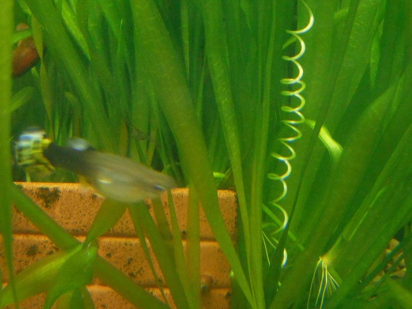 バリスネリア スピラリスの花 水草レイアウト 出目金魚ぶろぐ 楽天ブログ