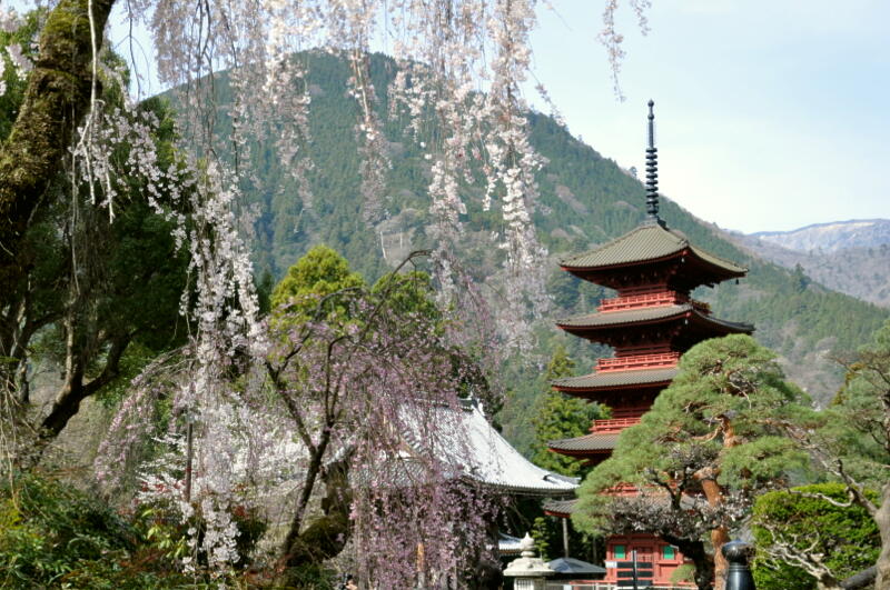 しだれ桜と五重塔