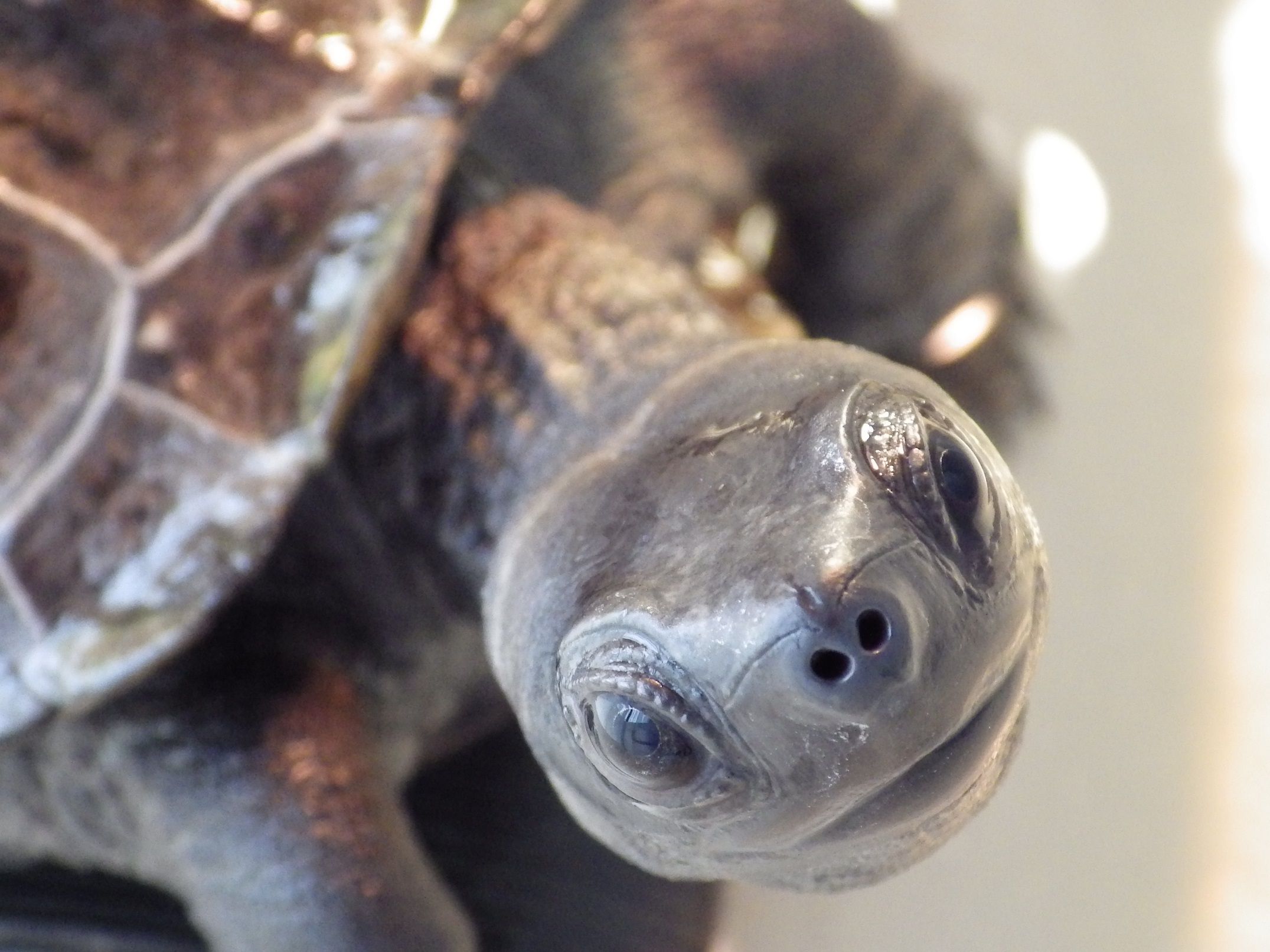 クサガメ かめち の部屋 ゼニガメ クサガメと暮らそう 楽天ブログ