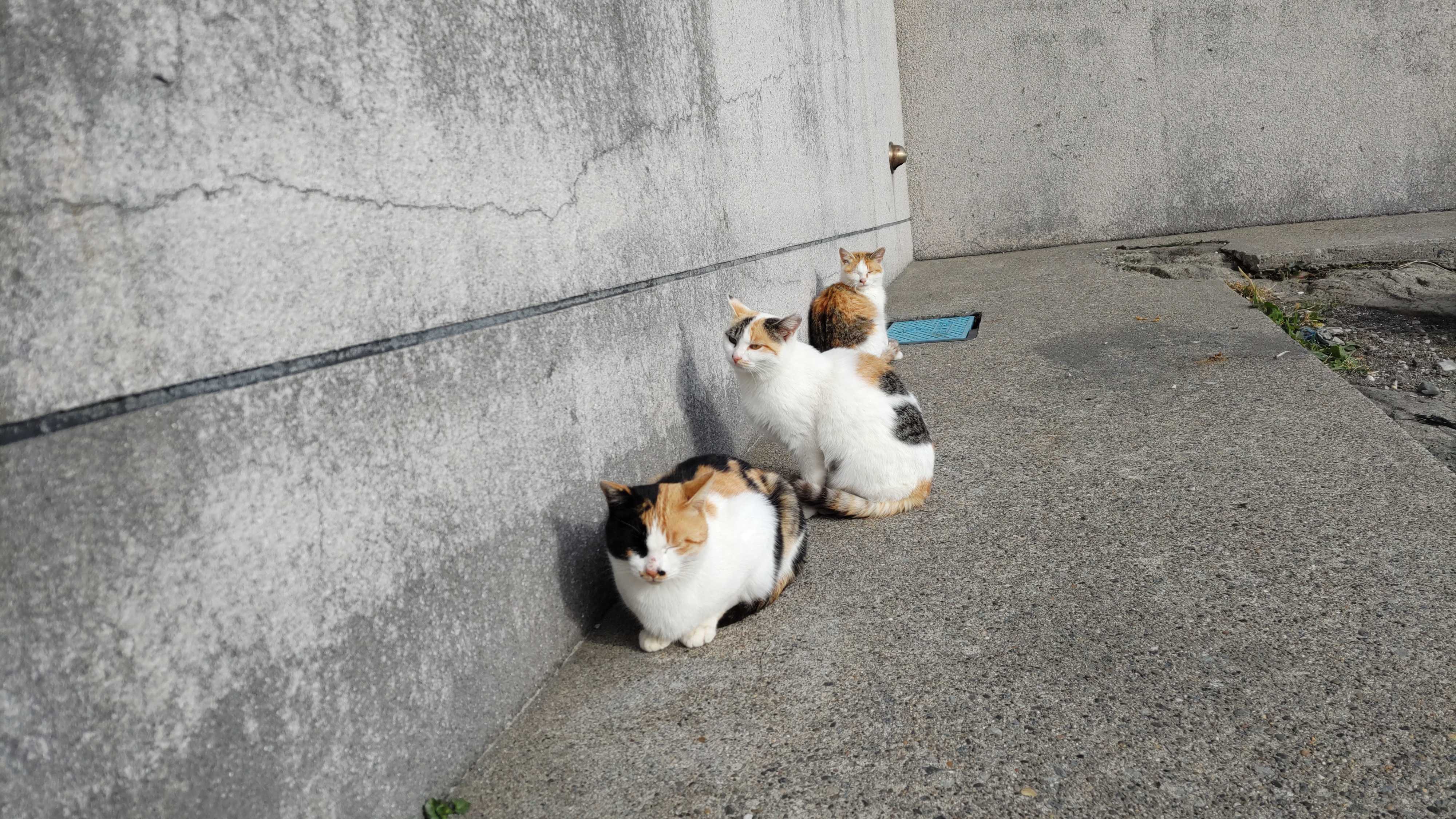 ネコ漫画に出てきそうな三毛ちゃん母娘(=^・^=) | 猫砦・猫平 海で