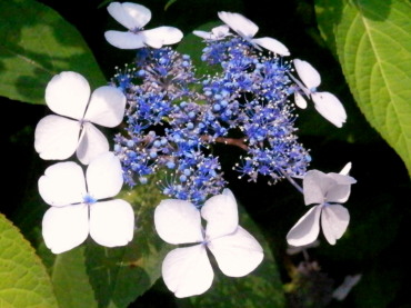 額紫陽花　6.16　2015