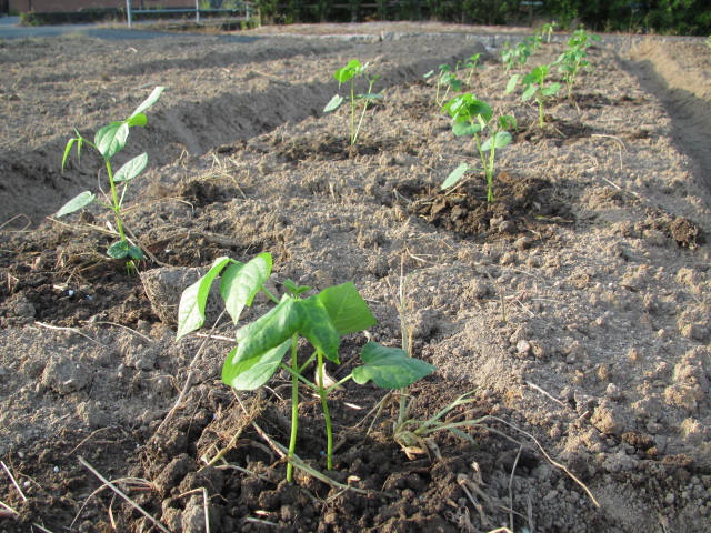 小豆の植え付け（2016）