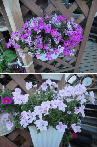 ペラルゴニュームがまた咲きだしました。