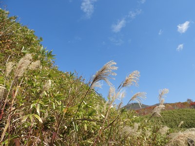 薄と青空