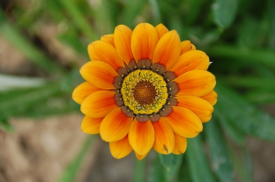 D40 137.jpg