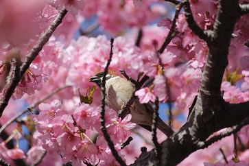 150227_05河津桜とスズメ(7%)