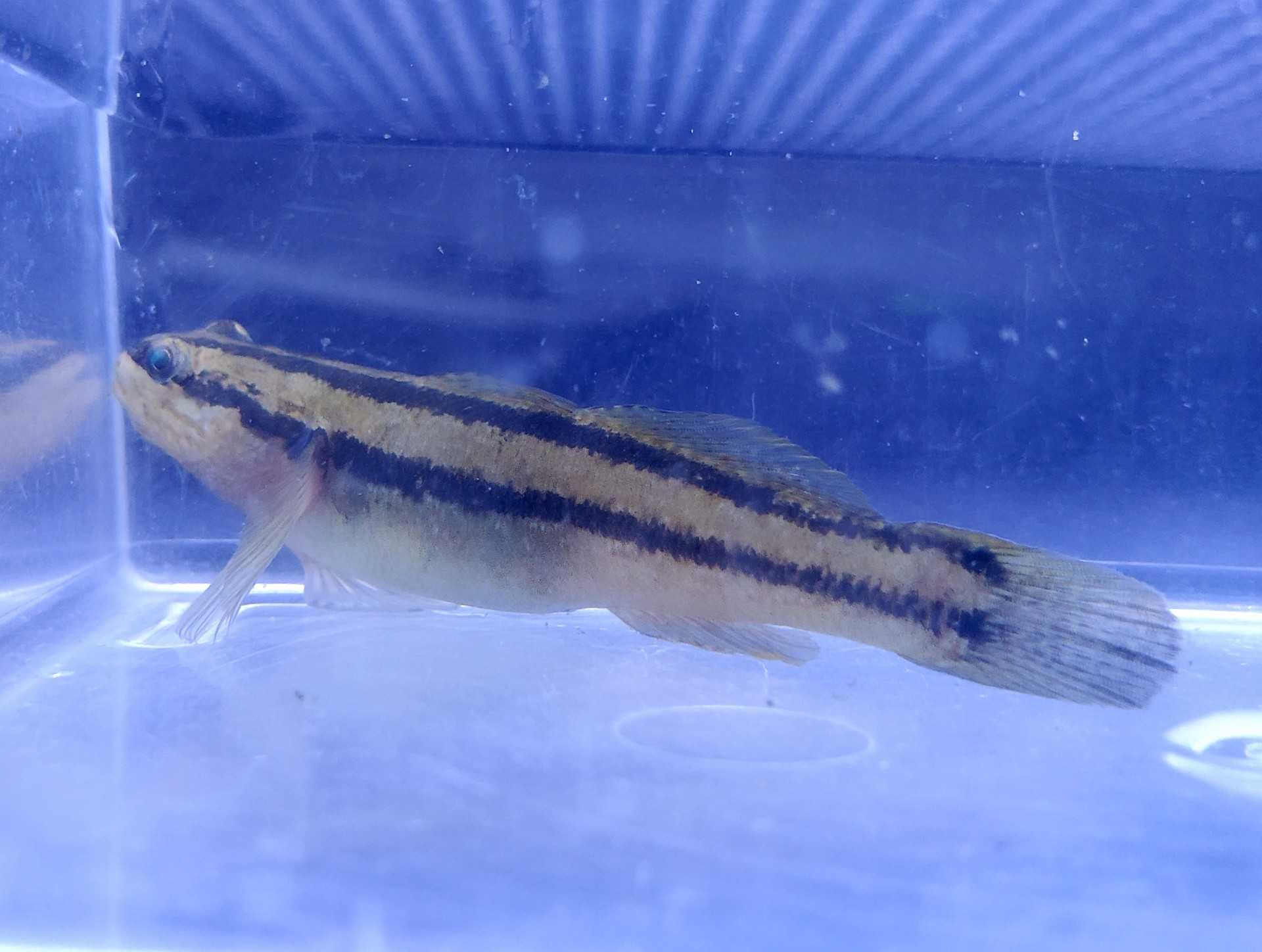 今日のハゼ道場 6 24 7 26 魚類相リサーチその3 魚と日常ブログ 楽天ブログ