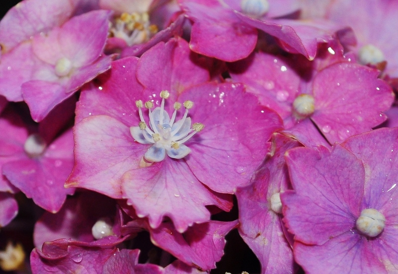 Ｃ・紫陽花の飾り花.jpg