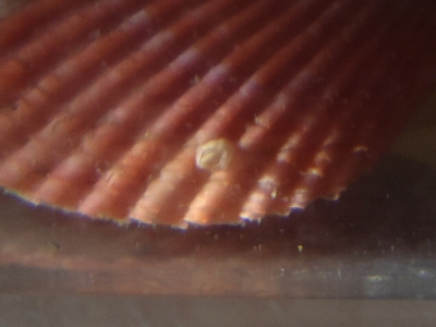 ヒオウギガイ（Mimachlamys nobilis）4　フジツボ類の一種