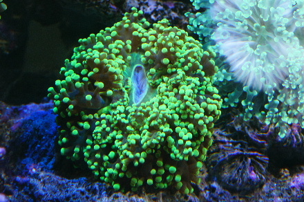 2013_0118ﾎﾝﾀｺ0002.JPG