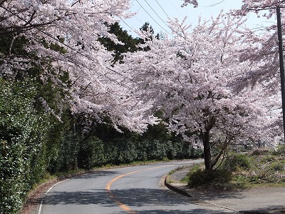 20140409九十九折れ上の桜