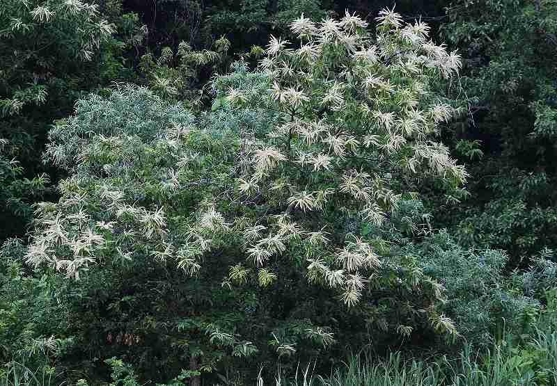 IMG_1985 (800x555).jpg