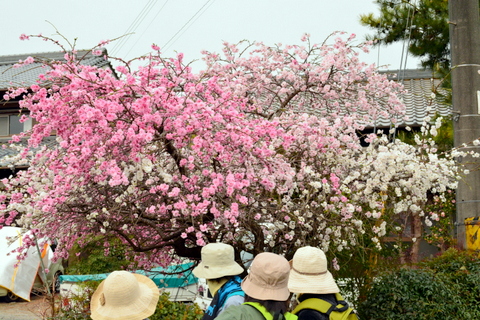 3色の桃の花