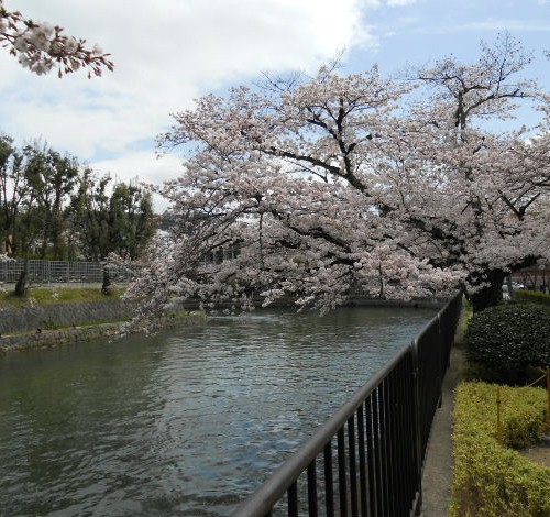 2016‐4　岡崎疎水の桜.jpg