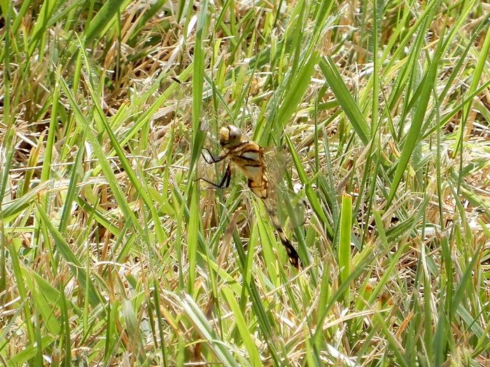 森林植物園訪問 百十九回目 その2 萩の小径 | ジュラのお散歩花日記 - 楽天ブログ