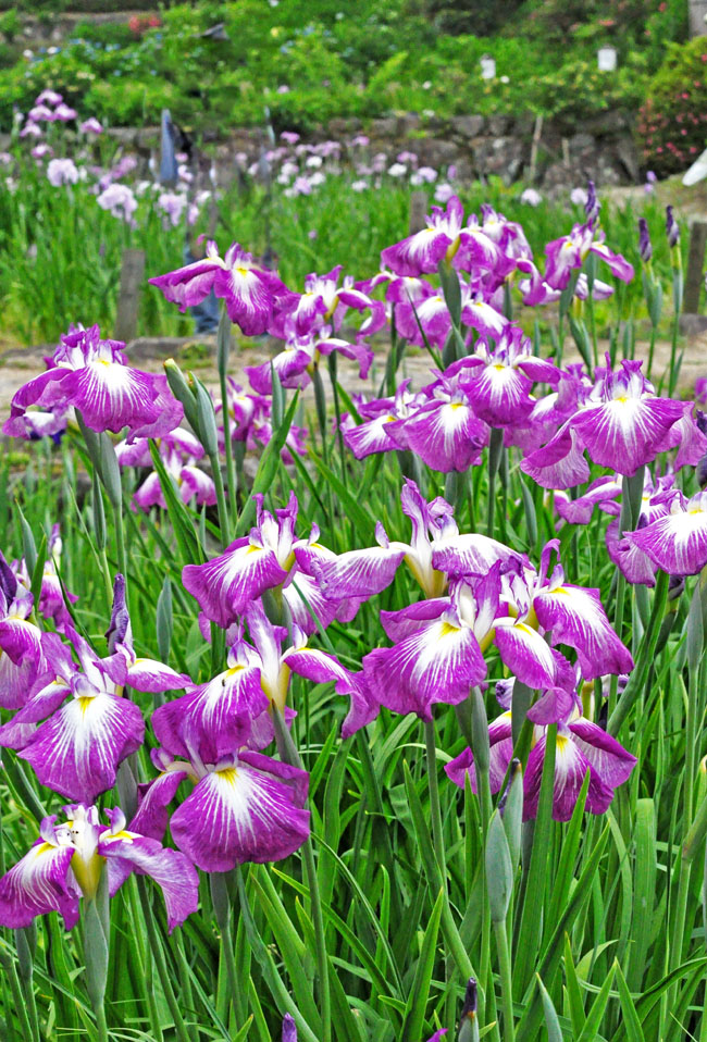 花６