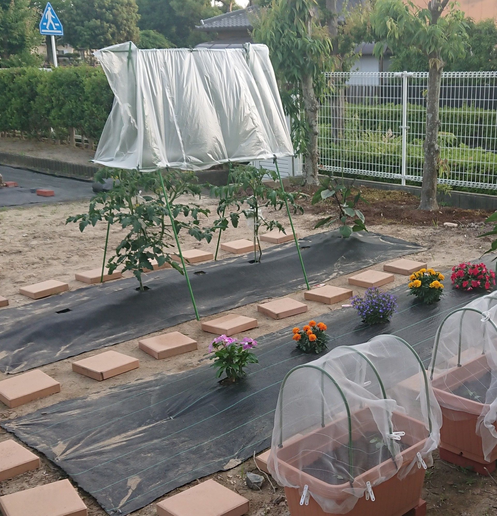 ミニトマトの雨よけ 家庭菜園１年生の節約ガーデニング 楽天ブログ