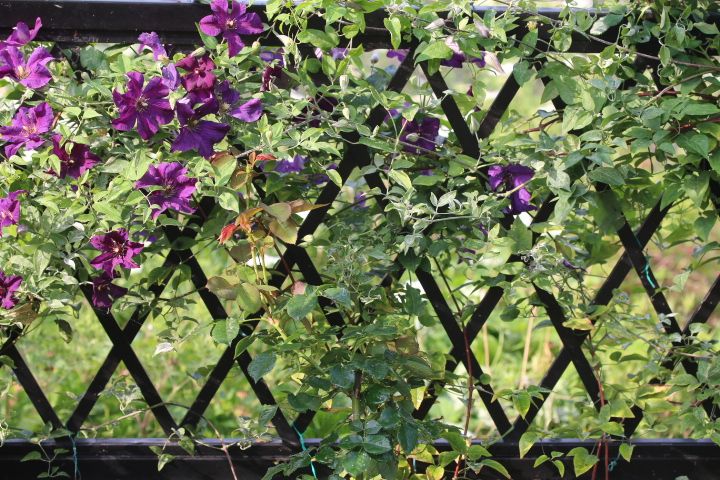 クレマチスの庭になりました 今日のバラたち Searching My Garden 楽天ブログ