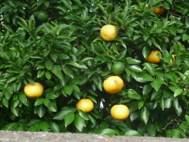6 夏みかん