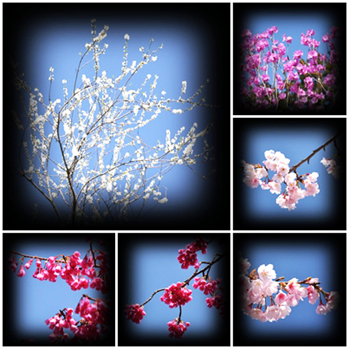 お花１－１