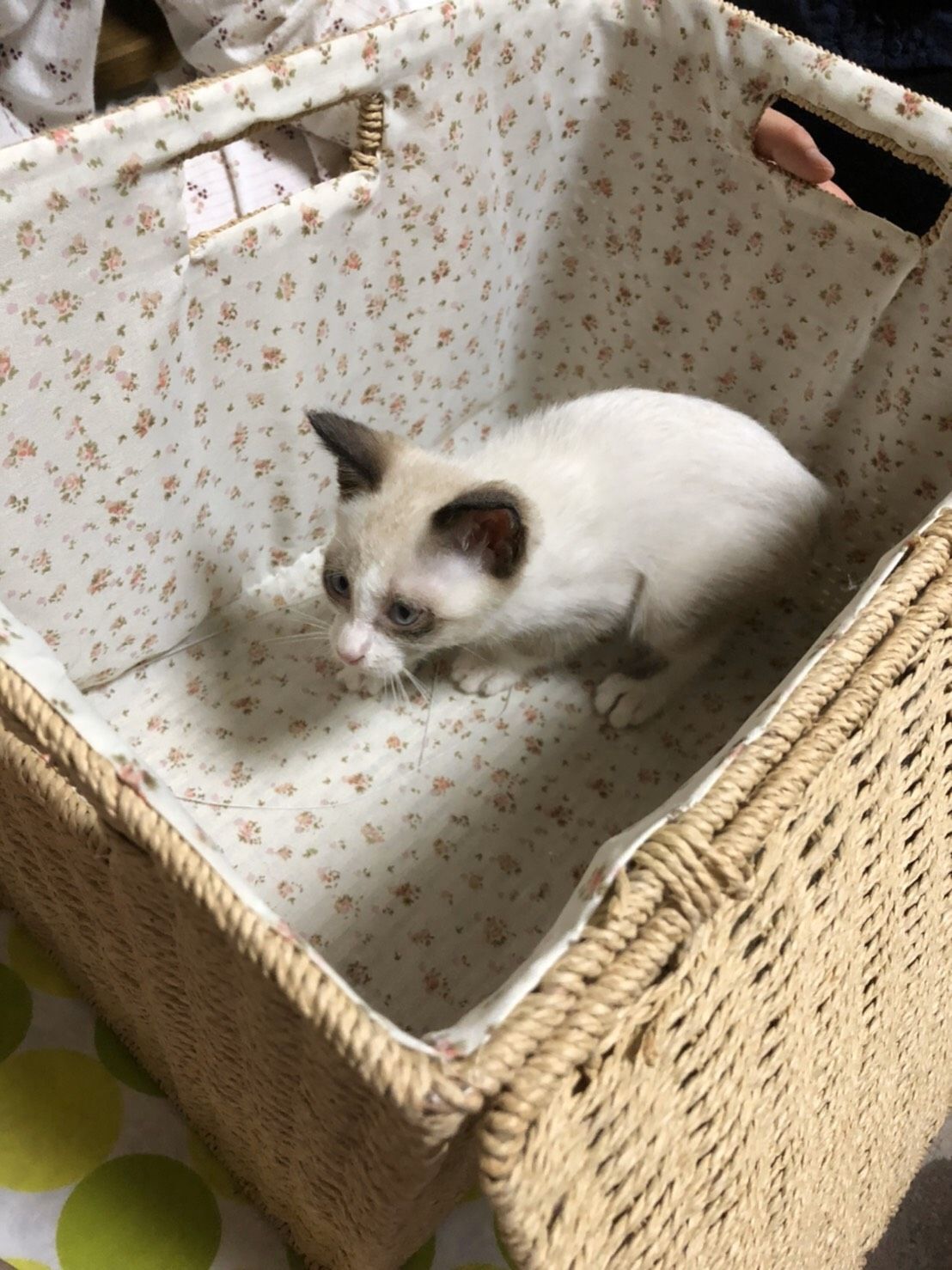 猫 クリスマスローズと猫 楽天ブログ