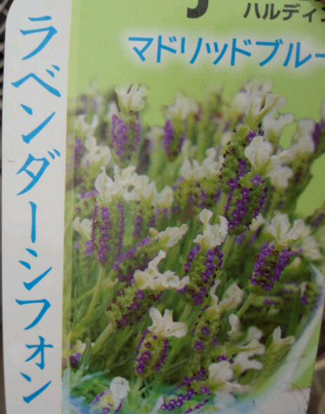 ラベンダー.jpg